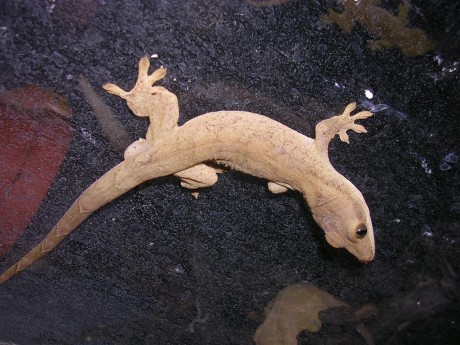 Rhacodactylus sarasinorum1.0.jpg