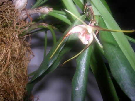 Dendrobium tetragonum (3)