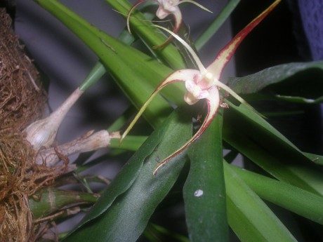 Dendrobium tetragonum (4)