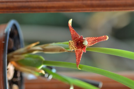 Maxillaria tenuifolia (2)